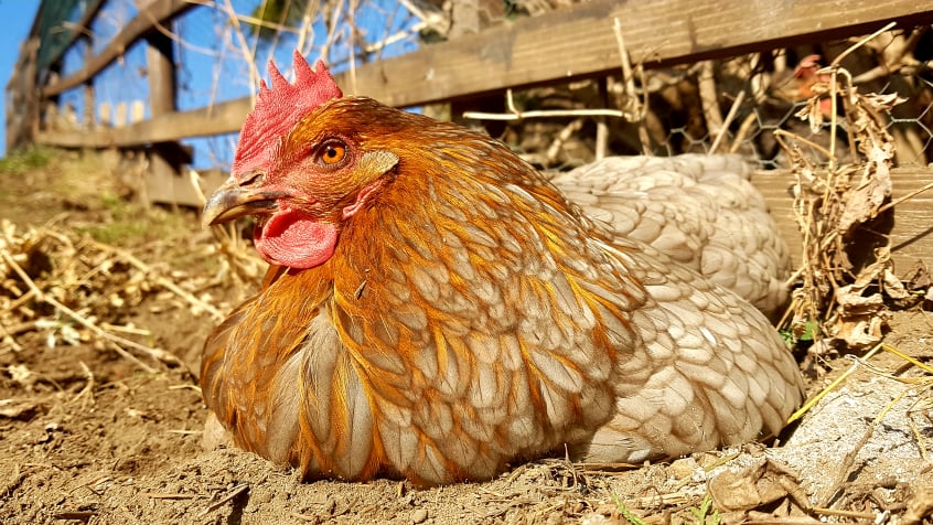 © Angelika Nussbaum